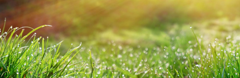 Frühlingswiese; Foto: Natalya Chumak - Shutterstock.com