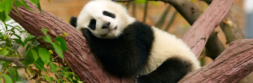 Schlafender Panda; Foto: SJ Travel Photo and Video - Shutterstock.com
