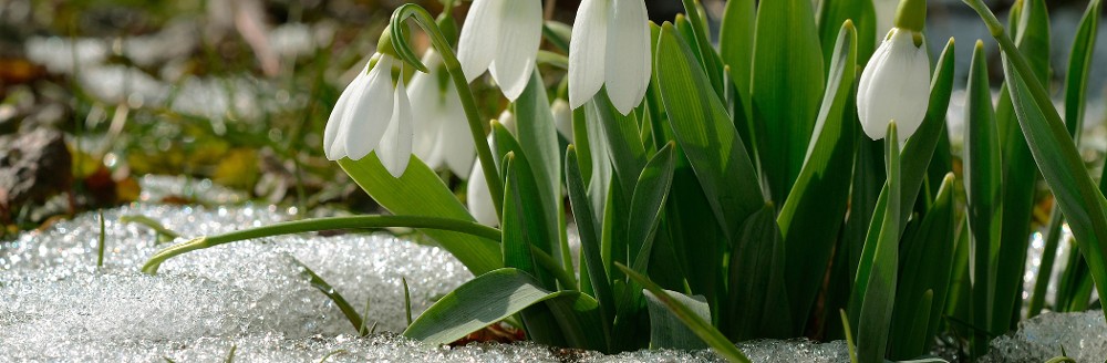 Schneeglöckchen; Foto: Bildagentur Zoonar GmbH - Shutterstock.com