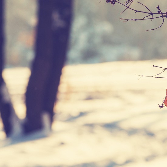 Winterwald; Foto: Galyna Andrushko - Shutterstock.com