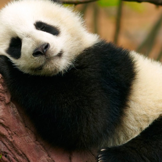 Schlafender Panda; Foto: SJ Travel Photo and Video - Shutterstock.com