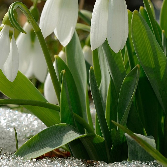 Schneeglöckchen; Foto: Bildagentur Zoonar GmbH - Shutterstock.com