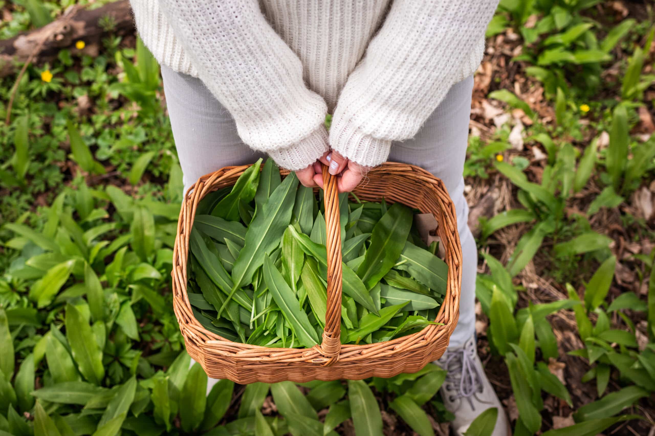 Aromatisches Bärlauch Kastenbrot – Schnell, gesund & ideal für den Frühling